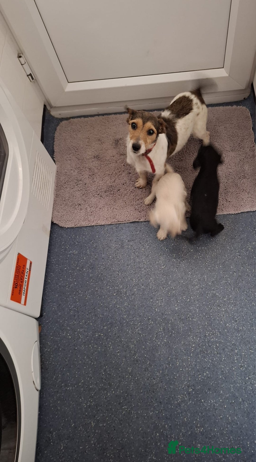 Jackapoo dogs for sale: Jackapoo pups for sale - Advert 3