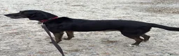 Mixed Breed dogs for adoption: Jett (Labrador/Pointer mix) in High Wycombe - Advert 13