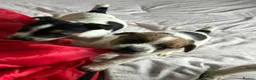 Jack Russell dogs for sale: Outstanding Jackrussle pups  in Caerphilly - Advert 7