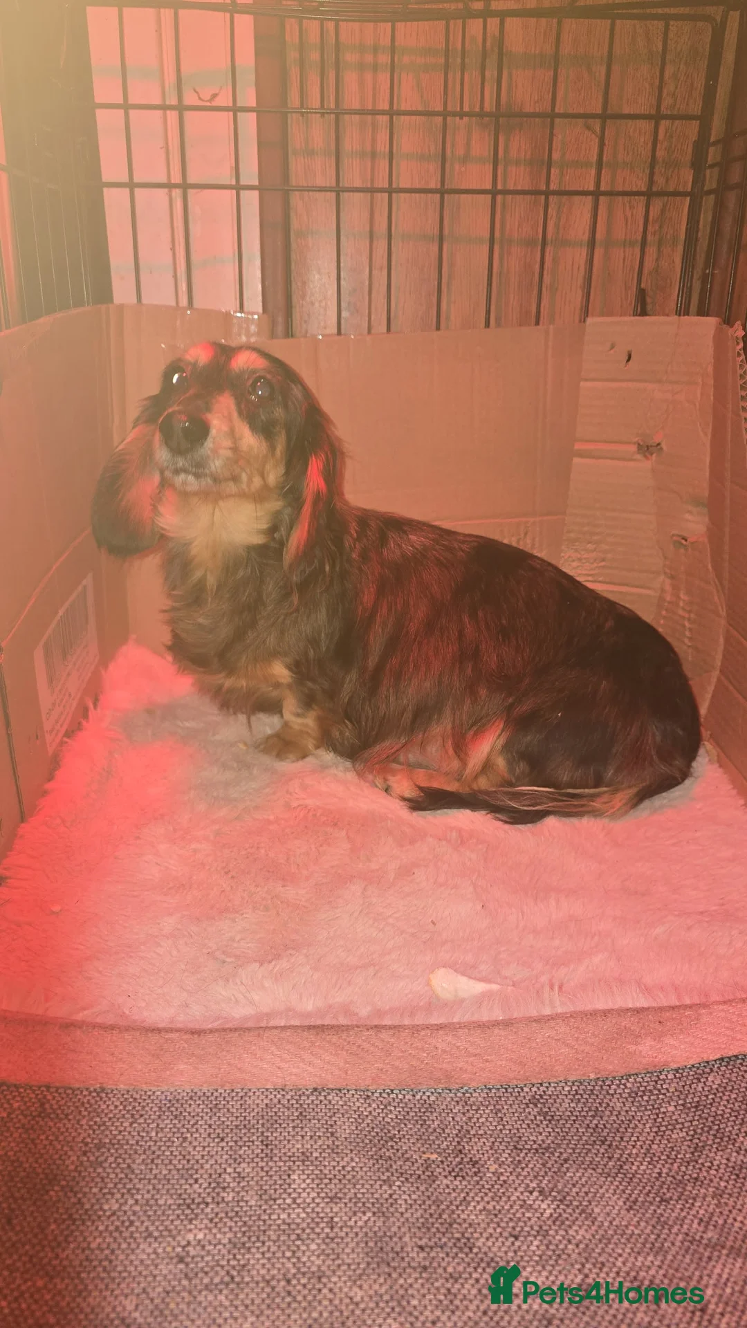 Dachshund dogs for sale: 3/4 dashound 1/4 poodle - Advert 4