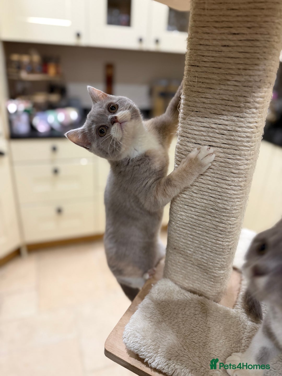 British Shorthair cats for sale: READY NOW - Full Pedigree Registered BSH kittens  - Advert 31