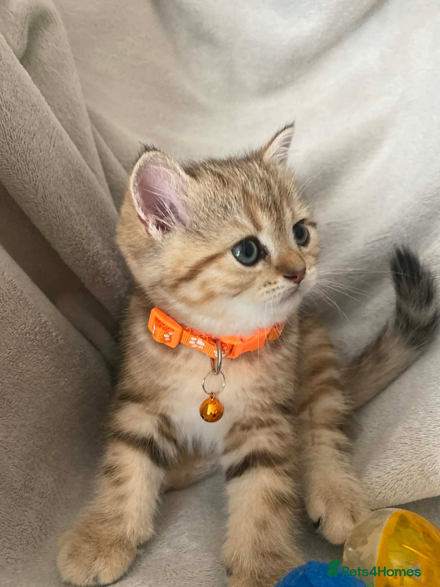 British Shorthair cats British shorthair kittens  - Advert 8