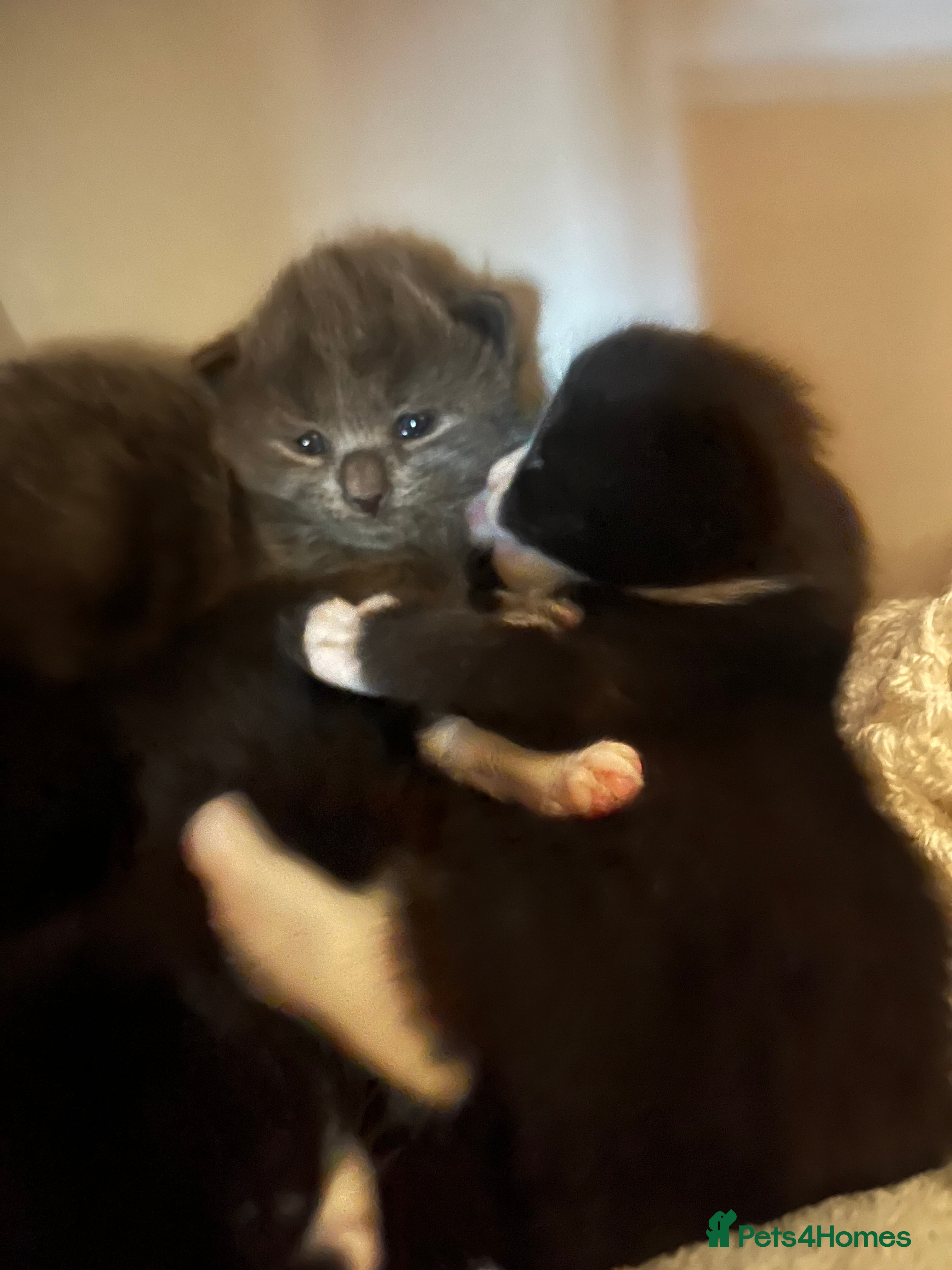 Mixed Breed cats Persian X kittens - Advert 6