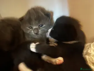 Mixed Breed cats Persian X kittens - Advert 6