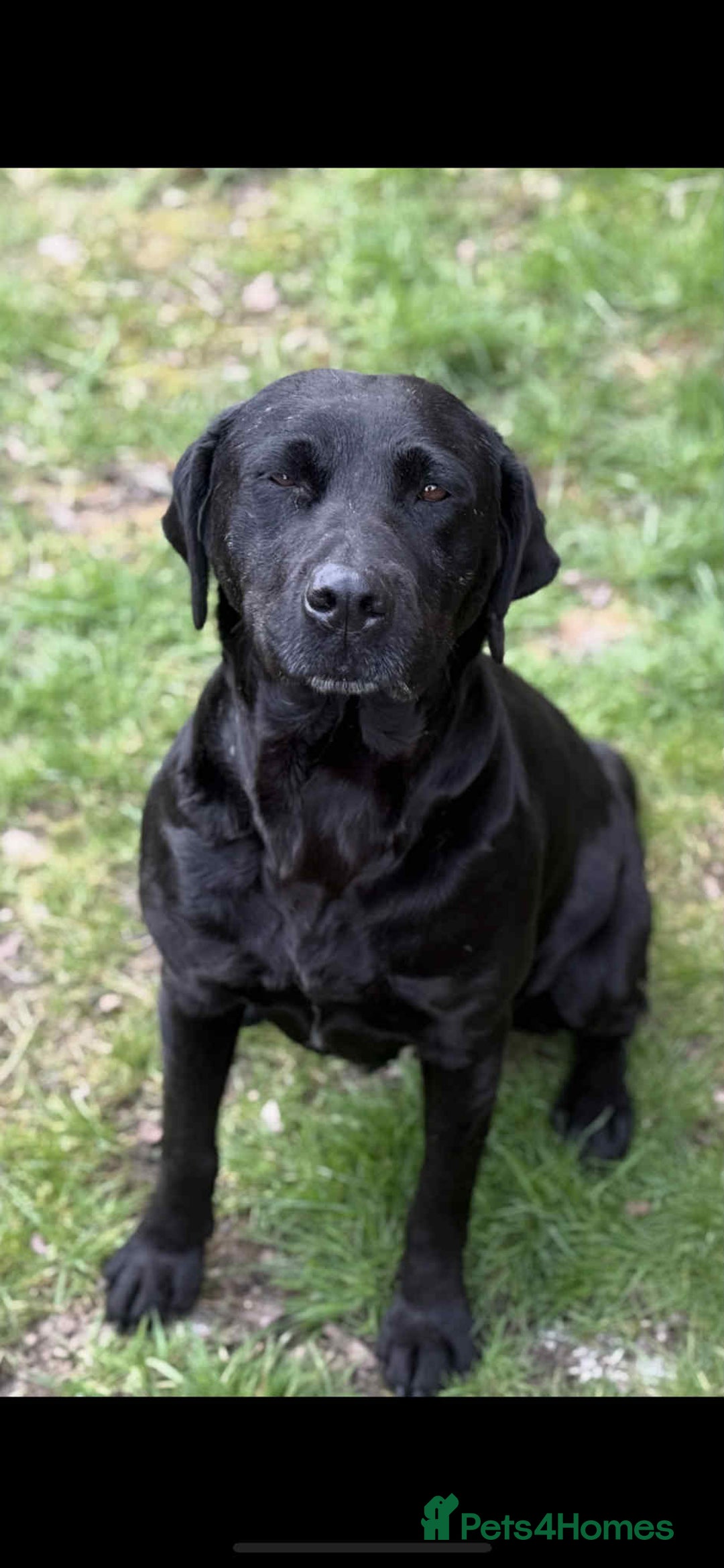 Labrador Retriever dogs for sale: two stunning labrador puppies - Advert 9