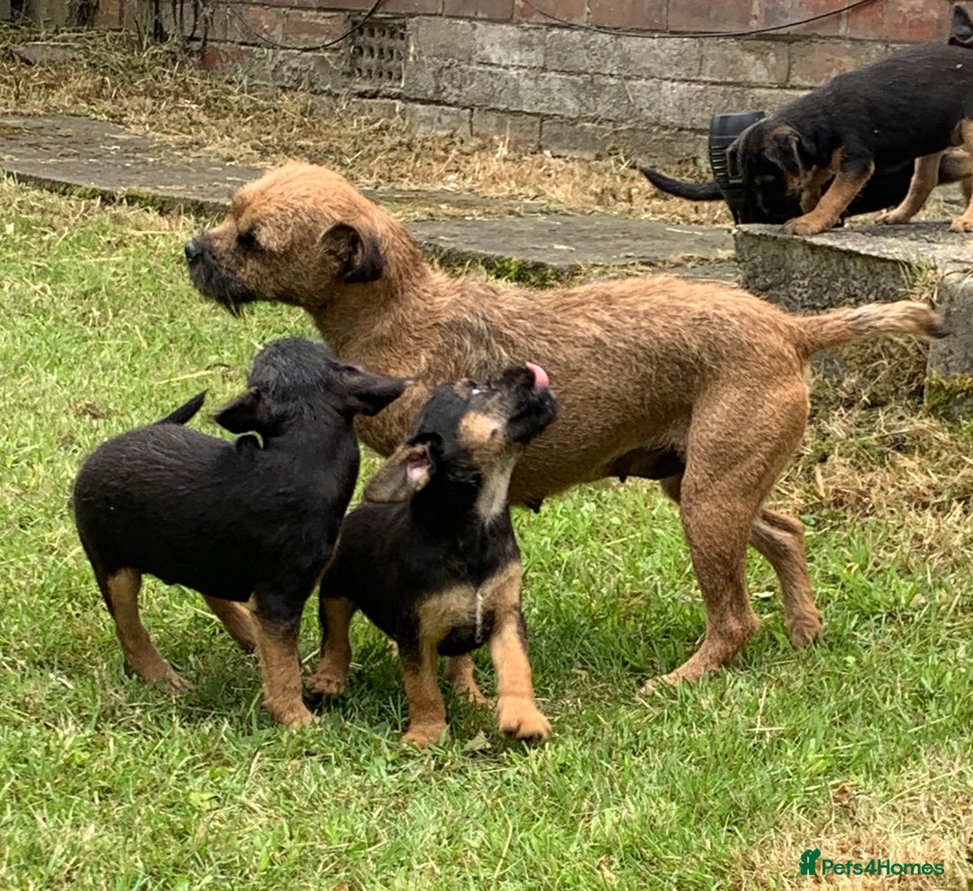 Border Terrier dogs for sale: Champion Bred, For health and temperament  - Image 11