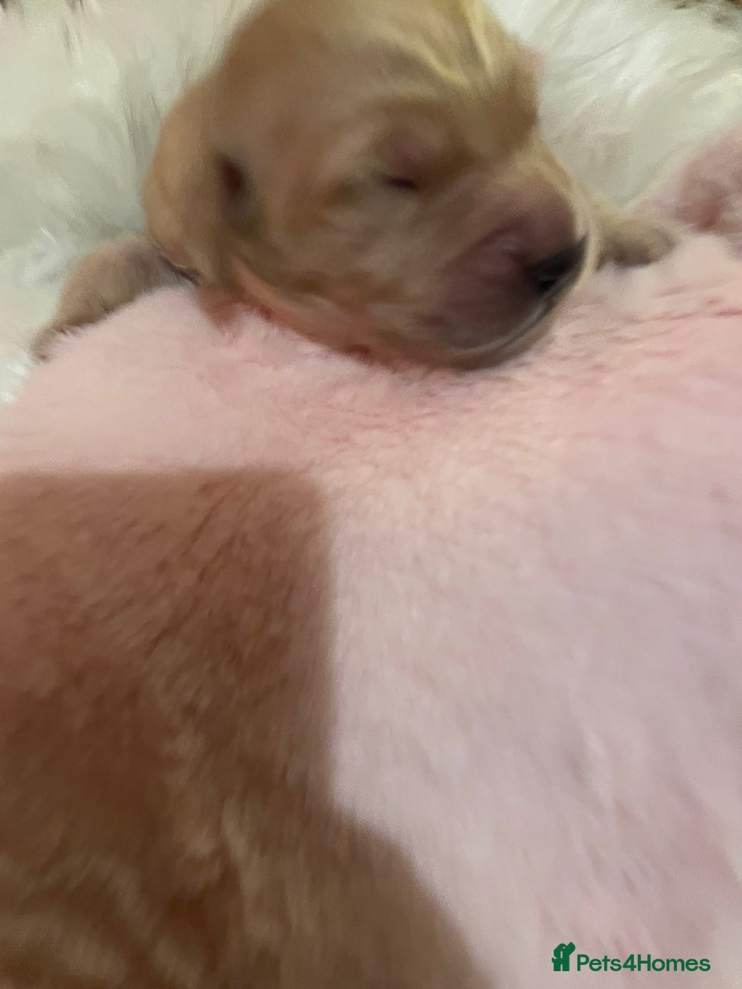 Mixed Breed dogs for sale: Golden retriever x Flatcoat retriever  - Advert 25