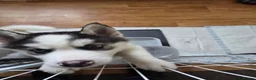 Siberian Husky dogs for sale: EBONY / ARYA SIBERIAN HUSKYS READY TO LEAVE  - Advert 13