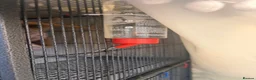 Sugar Glider rodents for sale: 3 Sugar Gliders in Plymouth - Advert 7