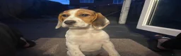 Beagle dogs for sale: Male Beagle Puppy  - Advert 6