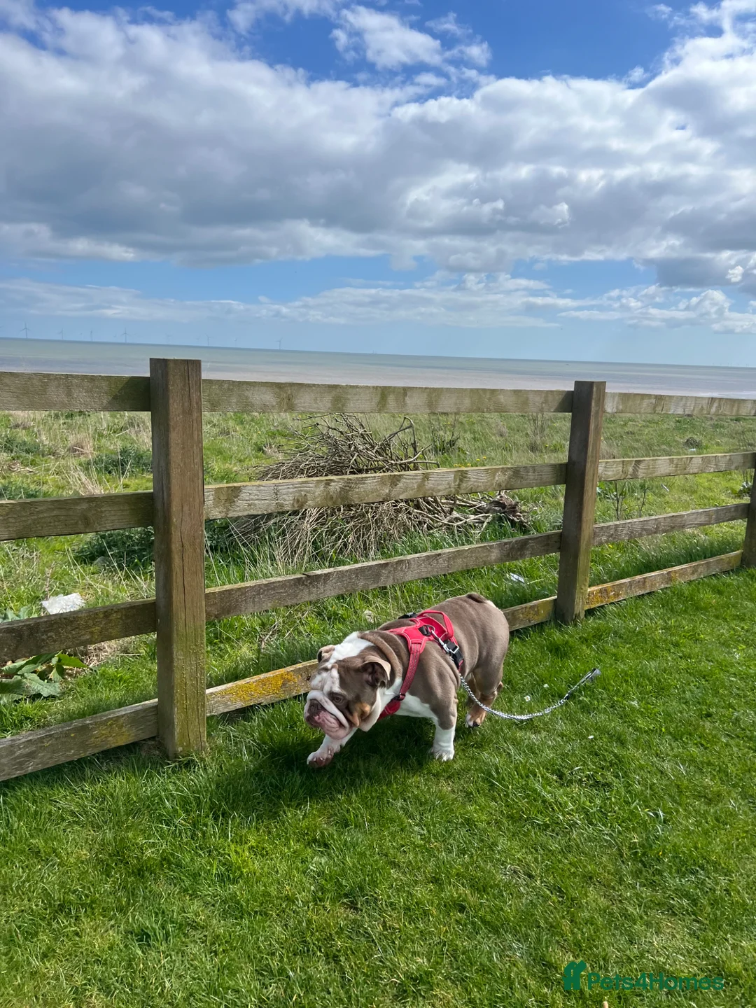 English Bulldog dogs for stud: English bulldog for stud - Advert 2