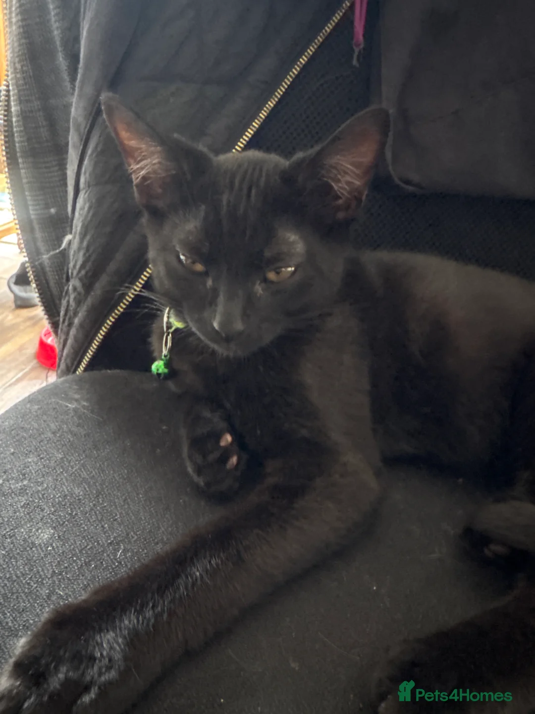 British Shorthair cats for sale: lovely kittens ready to go to their new home in Peterborough - Advert 2