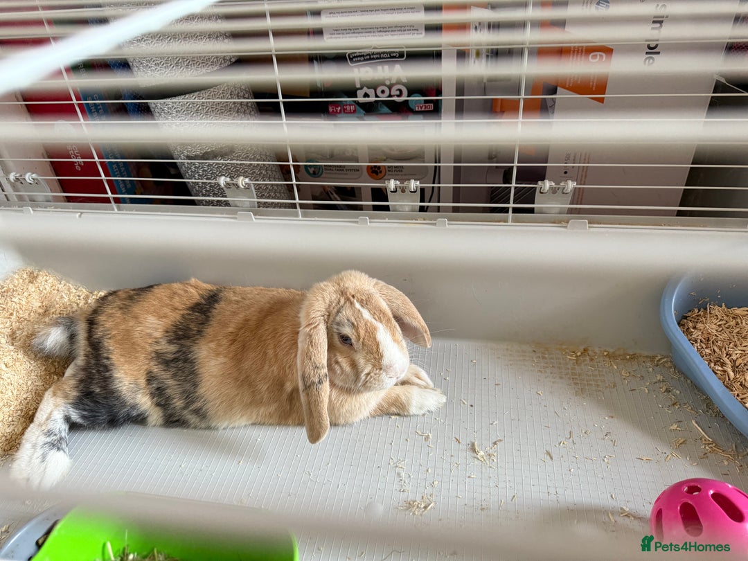 English Lop rabbits for sale: Bunny lop for sale - Image 5