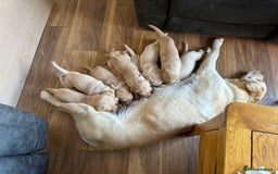 Labrador Retriever dogs for sale: Kc Registered Labrador Puppies  - Image 10