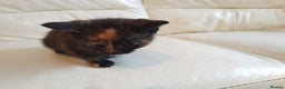 Domestic Shorthair cats for sale: Dolly's perfect litter of 6 - Advert 5