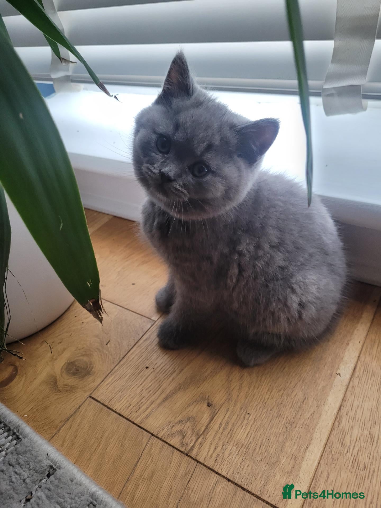 British Shorthair cats  Price drop 2 last boys british shorthair kittens  - Advert 1