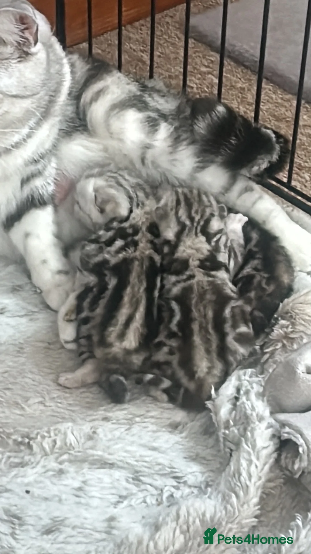 British Shorthair cats for sale: Marble British short hairs - Advert 2