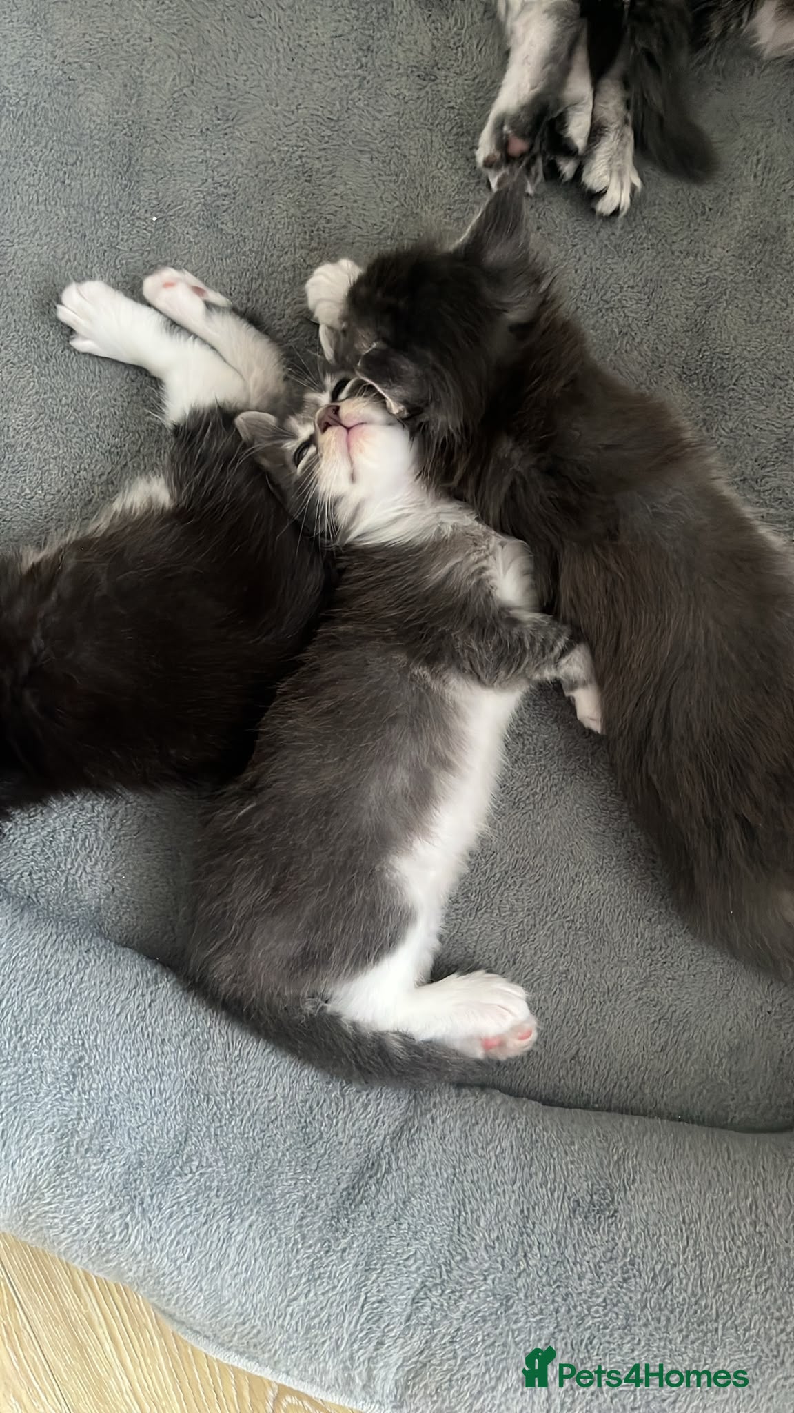 Maine Coon cats Maine coon kittens GCCF registered - Advert 18