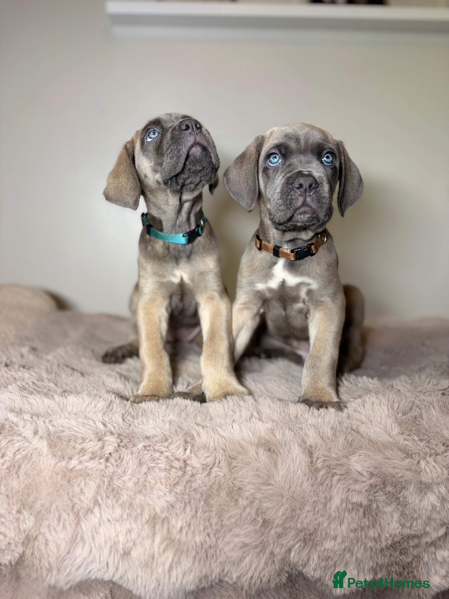Cane Corso dogs ICCF registered, health tested, formentino pups 🏆 - Advert 2