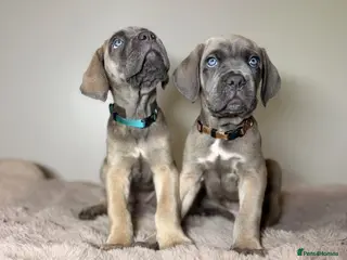 Cane Corso dogs ICCF registered, health tested, formentino pups 🏆 - Advert 2
