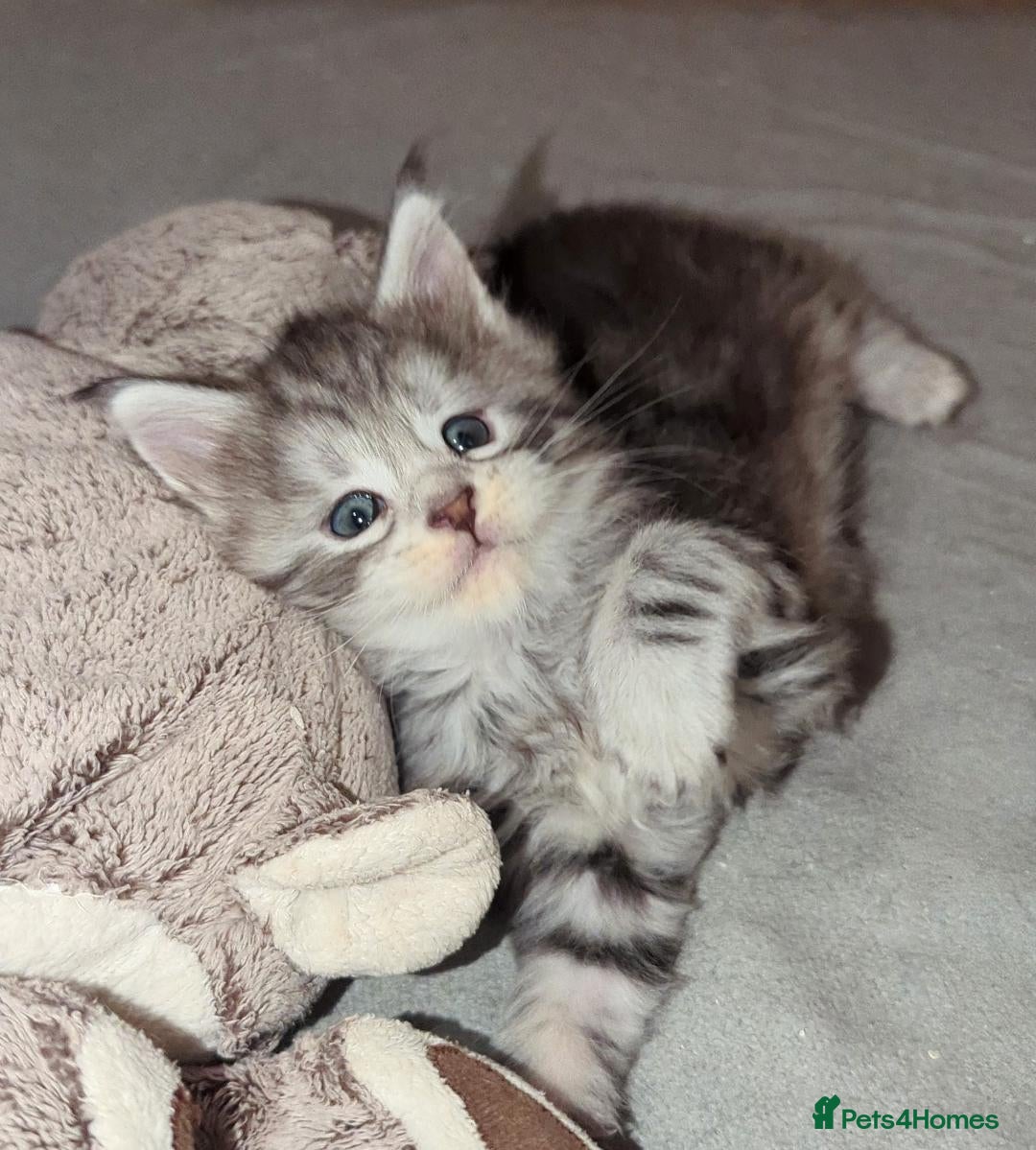 Maine Coon cats for sale: 🎄3 Purebred Maine Coon Girls – Ready 23 Dec 🎄 - Advert 4