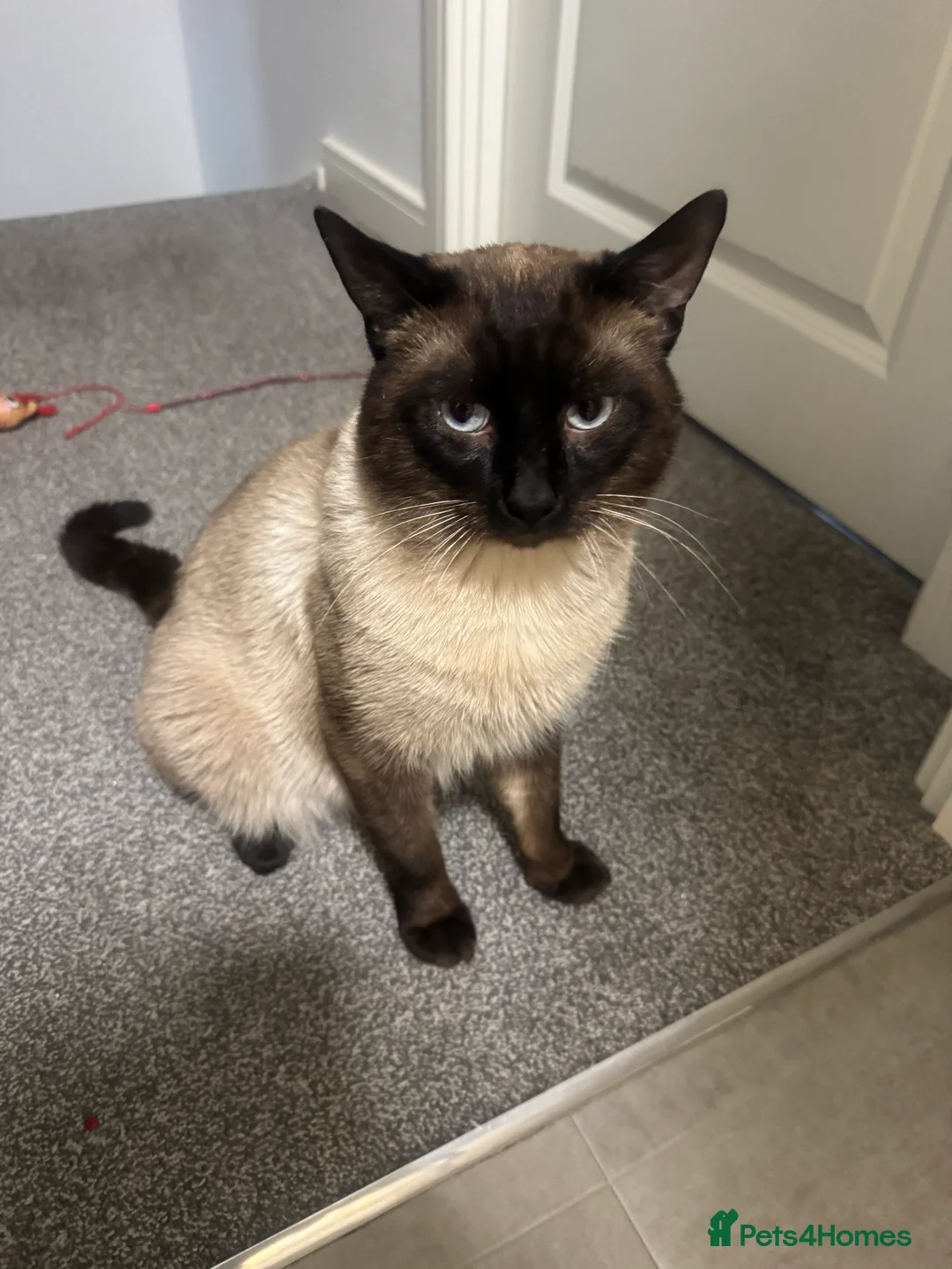 Mixed Breed cats for sale: Siamese x Domestic  - Advert 2