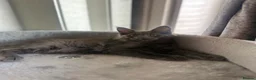 Maine Coon cats for sale: Stunning Maine Coon Litter Of Kittens  - Advert 10