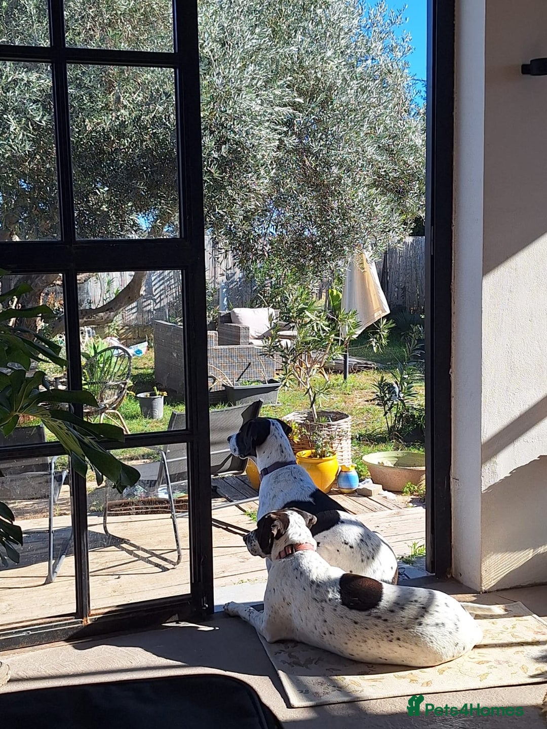 Pointer dogs for adoption: Coco and Luna - Advert 7