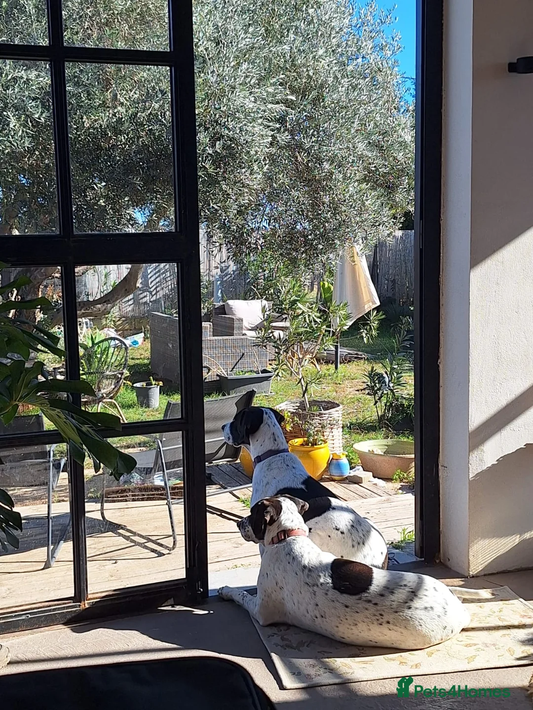 Pointer dogs for adoption: Coco and Luna - Advert 7