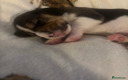 Beagle dogs for sale: Beagle  - Image 8