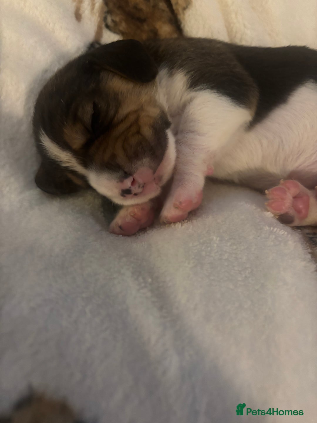 Beagle dogs for sale: Beagle  - Image 8