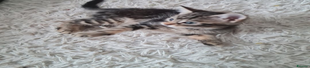 Mixed Breed Kitten 2