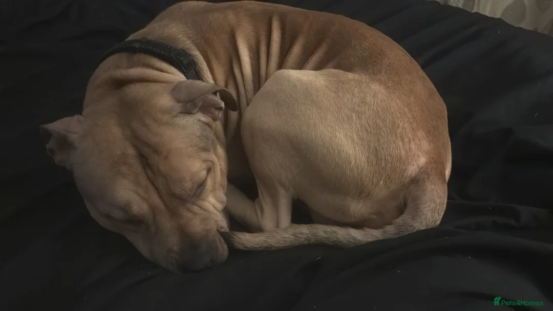 American Bully dogs for sale: Bailey  - Advert 2