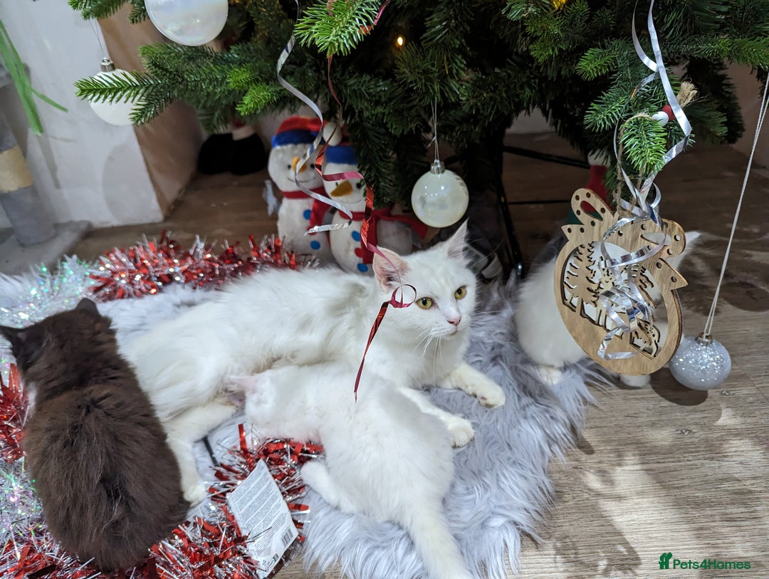 Ragdoll cats for sale: Ragdoll kittens - Advert 18