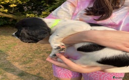 English Springer Spaniel dogs for sale: English Springer Spaniel Puppies - Image 12