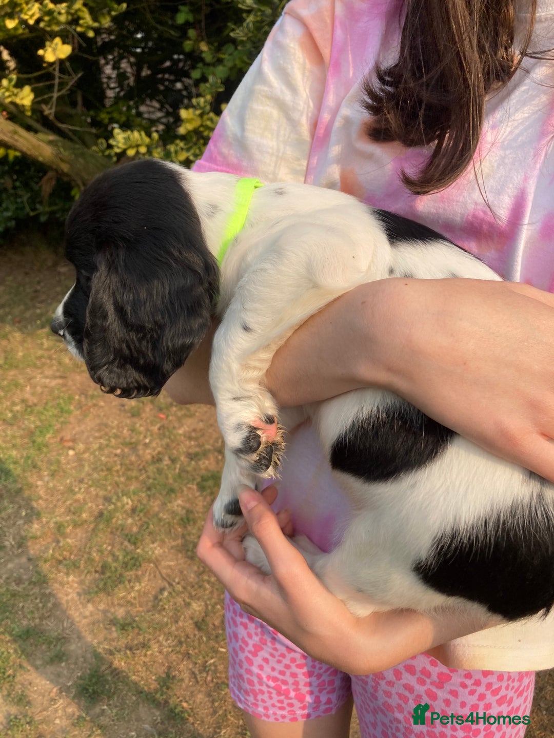 English Springer Spaniel dogs for sale: English Springer Spaniel Puppies - Image 12