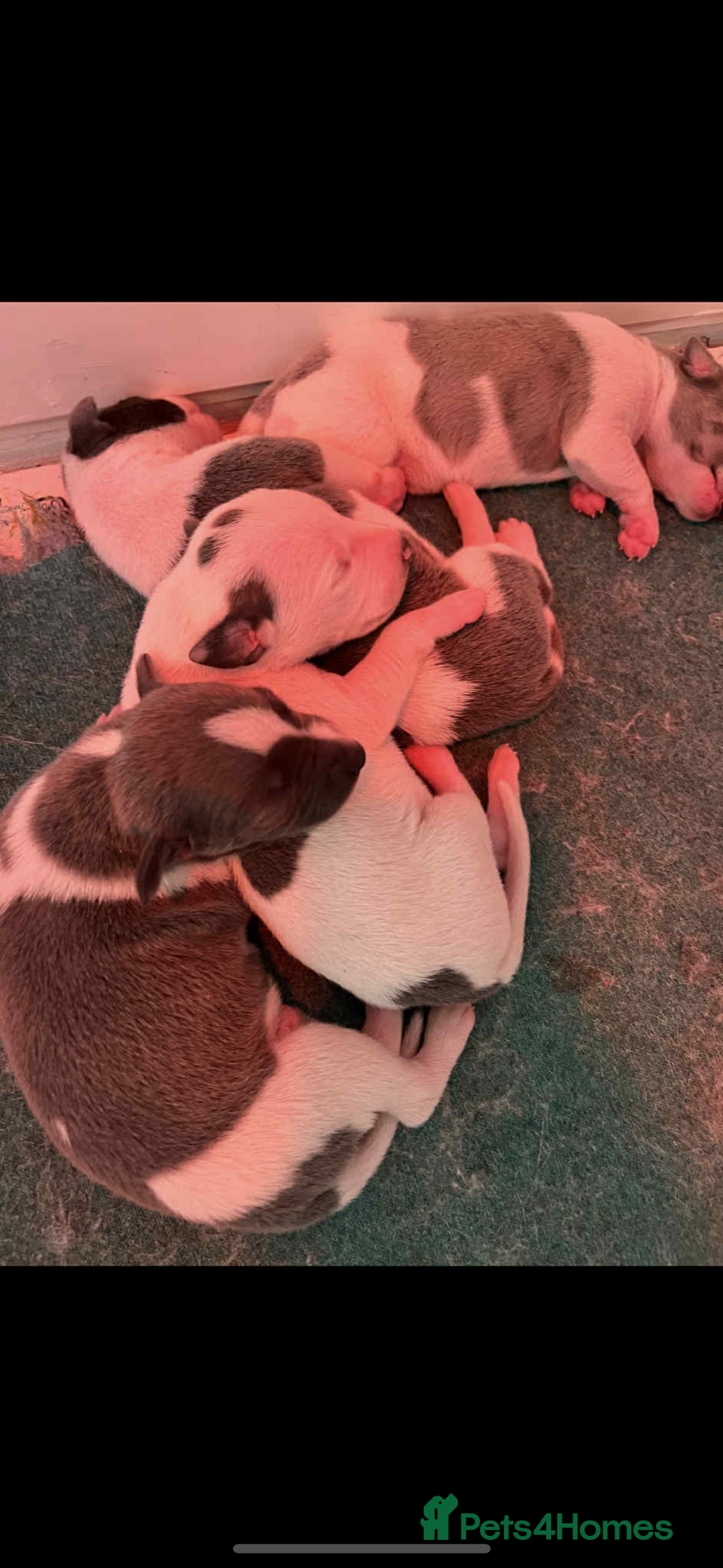 Whippet dogs for sale: KC registered Whippet Pups for Sale - Image 10
