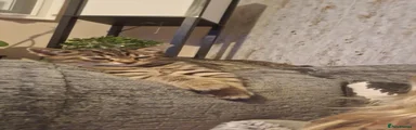 Bengal Kitten 4
