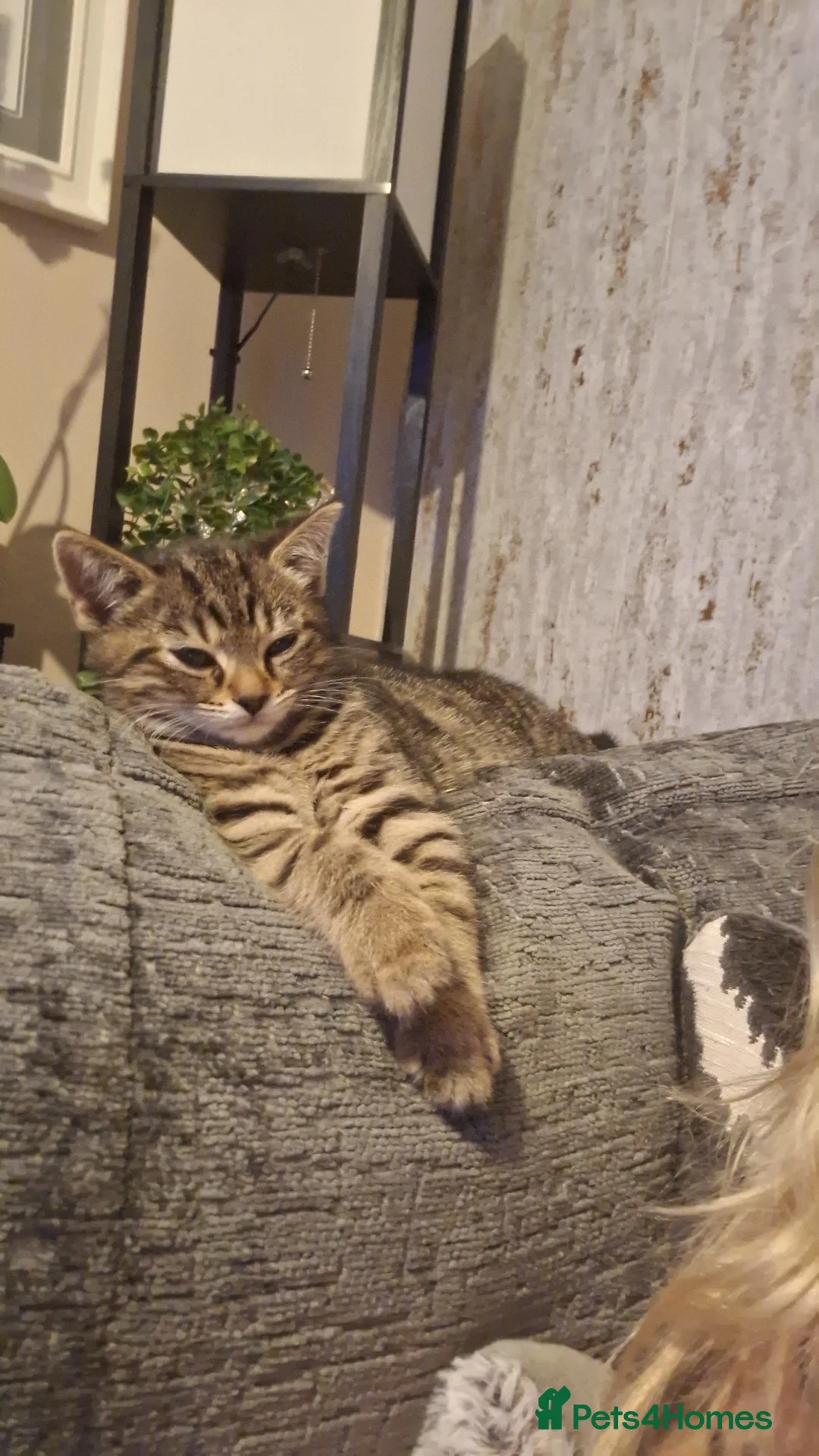Bengal cats for sale: Gorgeous bengal mix babies just 1 left!! - Advert 4