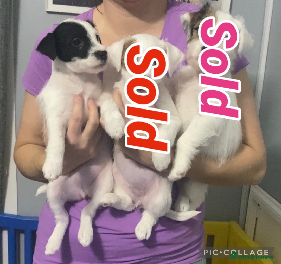 Parson Russell dogs for sale: Kc Champion Bred Parson Pups Crufts winning lines  - Advert 5