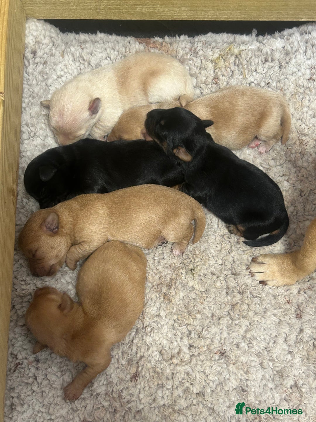 Jackapoo dogs for sale: Jackapoos - Image 11