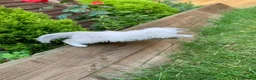 Ragdoll cats for sale: Male/Female Kitten Looking for a Loving  Home in Newport Pagnell - Advert 24