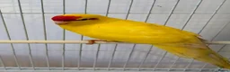 Cockatiels birds for sale: Kakariki for sale  in Clitheroe - Advert 1