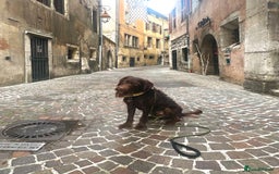 Mixed Breed dogs for sale: Finding a new home for my Labrador x cockapoo mix - Image 2