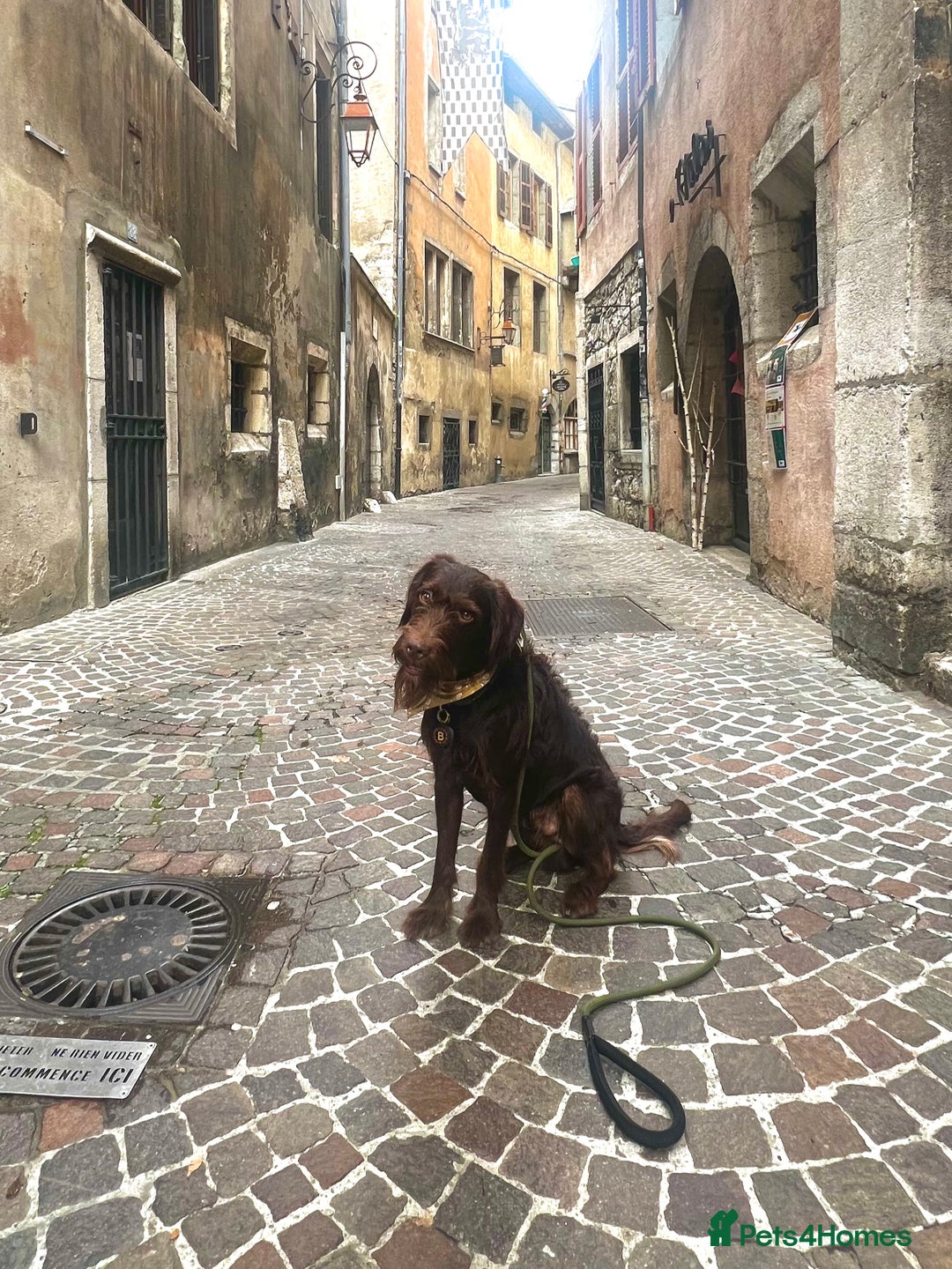 Mixed Breed dogs for sale: Finding a new home for my Labrador x cockapoo mix - Image 2