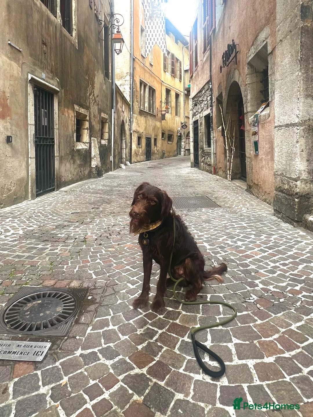 Mixed Breed dogs for sale: Lab x Cockapoo - Rehoming Bertie (Not selling) - Advert 2