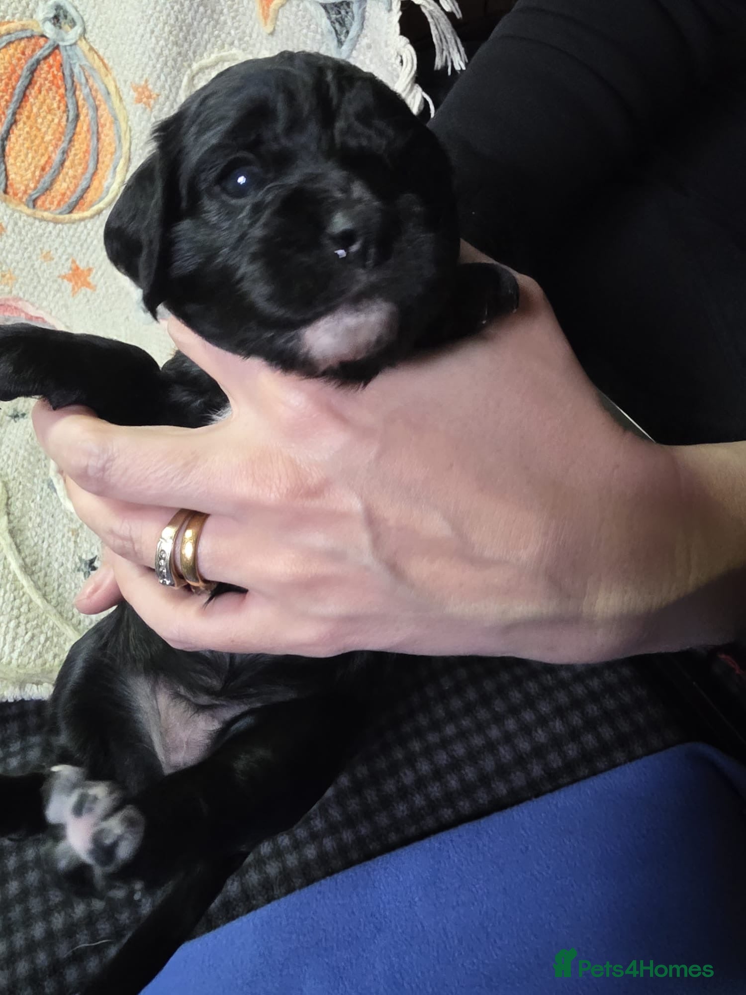 Cavapoochon dogs Beautiful health tested Cavapoo puppies - Advert 2