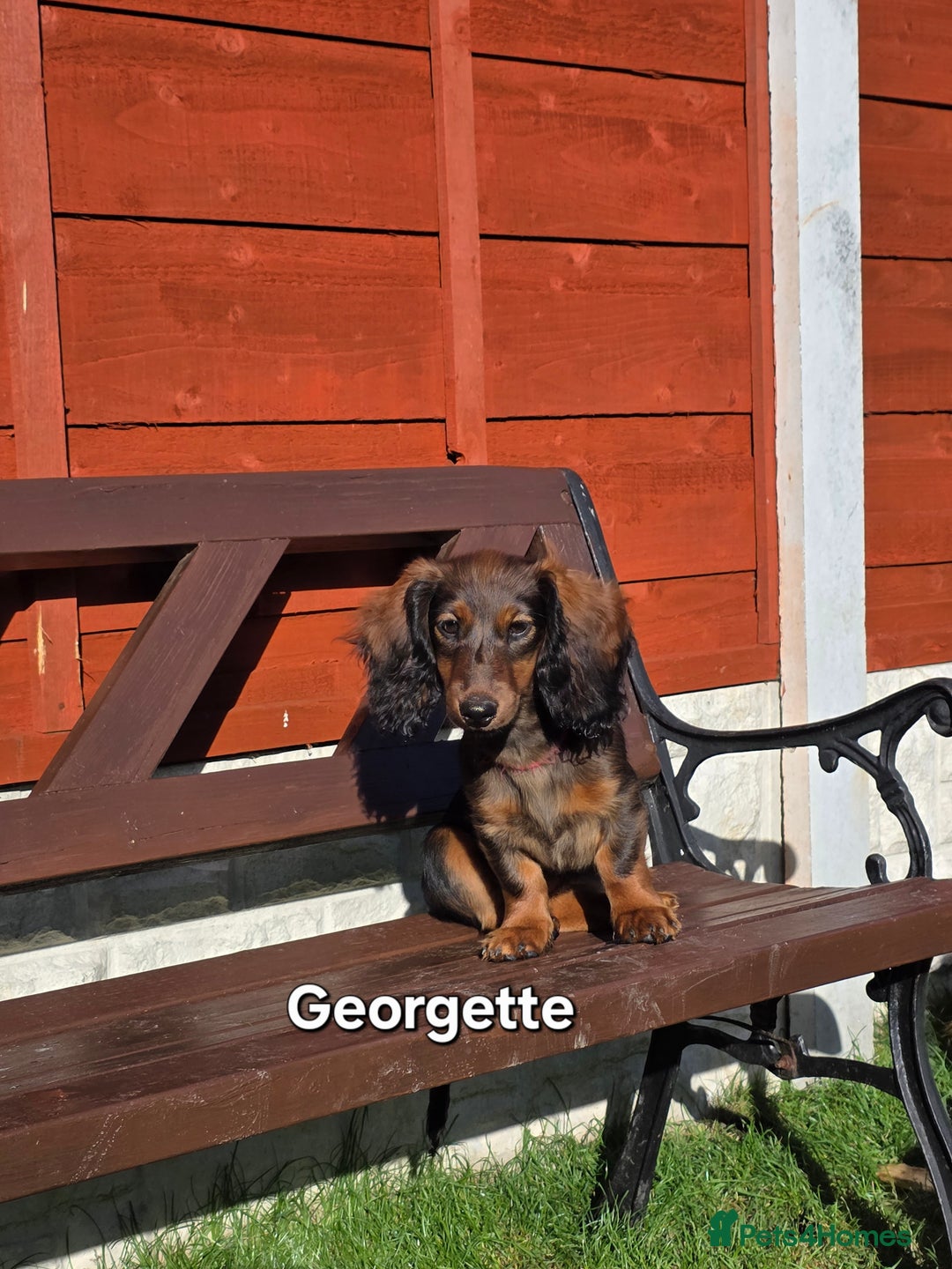 Dachshund dogs for sale: Red long-haired standard dachshund puppies - Image 22