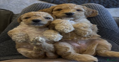 Cockapoo dogs - Advert 7