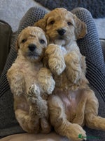 Cockapoo dogs - Advert 5